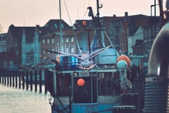Чайка летая прочь на fishingharbor в kappeln стоковые изображения Чайка летая прочь на fishingharbor в kappeln стоковые изображения