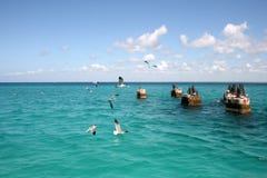 Чайки на камнях в море на солнечный день стоковая фотография rf Чайки на камнях в море на солнечный день стоковая фотография rf