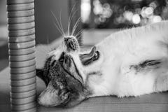 Черно-белое monochrome изображение котенка кота tabby зевая стоковая фотография Черно-белое monochrome изображение котенка кота tabby зевая стоковая фотография