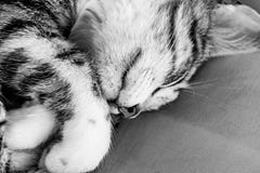Черно-белое изображение котенка кота tabby спать стоковые изображения Черно-белое изображение котенка кота tabby спать стоковые изображения