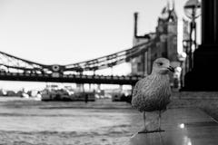 Черно-белое изображение чайки города стоковая фотография Черно-белое изображение чайки города стоковая фотография
