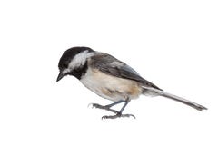 Черно-покрытый Chickadee на белизне стоковая фотография rf Черно-покрытый Chickadee на белизне стоковая фотография rf