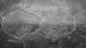 Черная текстура раковины черепахи стоковая фотография rf Черная текстура раковины черепахи стоковая фотография rf