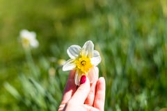 Рука садовника и желтая предпосылка daffodils свежей и белой весны растя зацветая Цветки пасхи весны Апрель, может стоковое изображение rf Рука садовника и желтая предпосылка daffodils свежей и белой весны растя зацветая Цветки пасхи весны Апрель, может стоковое изображение rf