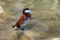 Румяная утка, jamaicensis Oxyura, плавая на поверхности воды стоковое изображение Румяная утка, jamaicensis Oxyura, плавая на поверхности воды стоковое изображение