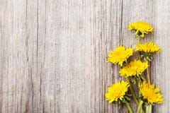 Żółty dandelion Fotografia Royalty Free Żółty dandelion Fotografia Royalty Free