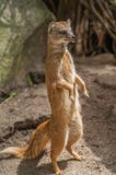Żółta mangusta trwanie przy strażowym zbliżeniem up fotografia stock Żółta mangusta trwanie przy strażowym zbliżeniem up fotografia stock