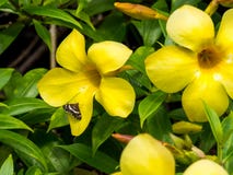 Żółtego Allamanda Złoty Tubowy kwiat, szyper przy Międzykontynentalnym hotelem w Papeete i, Tahiti, Francuski Polynesia Zdjęcie Stock