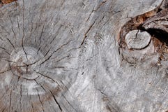 Ögon i natur: Abstrakt trädstam Arkivbilder