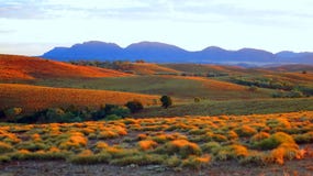 Öken i Australien arkivfoto Öken i Australien arkivfoto