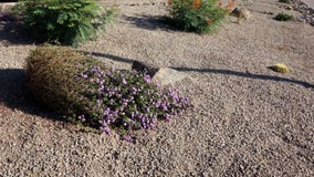 Öken som landskap i Phoenix, AZ Arkivfoto Öken som landskap i Phoenix, AZ Arkivfoto