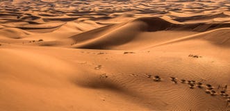 Ökensolnedgångexponering nära Dubai, Förenade Arabemiraten royaltyfri fotografi Ökensolnedgångexponering nära Dubai, Förenade Arabemiraten royaltyfri fotografi