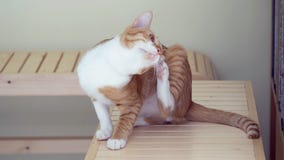 Öra för kattskrapa på tabellen fotografering för bildbyråer Öra för kattskrapa på tabellen fotografering för bildbyråer