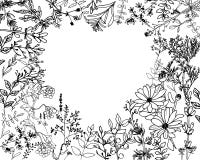 Örter och lösa floweres Ställ in av botanikblommor vektor illustrationer Örter och lösa floweres Ställ in av botanikblommor vektor illustrationer