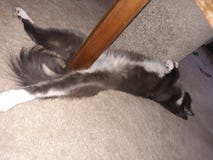 ?verraska bekymmersl?st f?r rolig boll f?r katt lat royaltyfri foto ?verraska bekymmersl?st f?r rolig boll f?r katt lat royaltyfri foto
