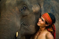 Övre framsidaelefant för slut Royaltyfri Bild Övre framsidaelefant för slut Royaltyfri Bild