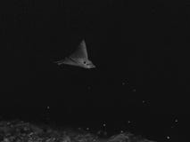 Övre profilframsida prickiga Eagle Ray Under Water för slut arkivbild Övre profilframsida prickiga Eagle Ray Under Water för slut arkivbild