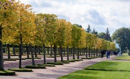 Övreträdgården av Peterhof dekoreras med en blommande grön lindaveny, som i höstsäsongen blir ett ljust gult arkivfoto Övreträdgården av Peterhof dekoreras med en blommande grön lindaveny, som i höstsäsongen blir ett ljust gult arkivfoto