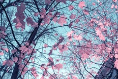 Último otoño, hojas de otoño raras en un árbol contra un cielo azul fotografía de archivo Último otoño, hojas de otoño raras en un árbol contra un cielo azul fotografía de archivo