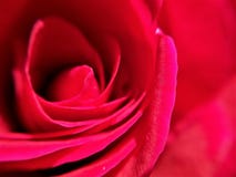 Único fim cor-de-rosa vermelho acima do macro de piruetas da pétala cor-de-rosa fotos de stock royalty free Único fim cor-de-rosa vermelho acima do macro de piruetas da pétala cor-de-rosa fotos de stock royalty free
