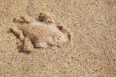 Únicos pescados en la parte inferior de la arena Imagenes de archivo Únicos pescados en la parte inferior de la arena Imagenes de archivo