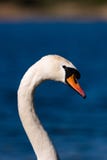 Łabędź głowa I szyja portret fotografia stock Łabędź głowa I szyja portret fotografia stock