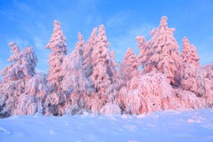 Ładni kręceni drzewa zakrywający z gęstą śnieżną warstwą oświecają różanego barwionego zmierzch w pięknym zima dniu obraz stock Ładni kręceni drzewa zakrywający z gęstą śnieżną warstwą oświecają różanego barwionego zmierzch w pięknym zima dniu obraz stock