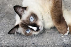 Ładny żeński siamese kot z niebieskimi oczami obrazy stock Ładny żeński siamese kot z niebieskimi oczami obrazy stock