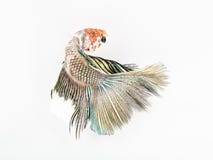 Łowi, i barwiący fishtail, piękna ryba obrazy royalty free Łowi, i barwiący fishtail, piękna ryba obrazy royalty free