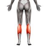 Łydkowy mięsień odosobniony o - Gastrocnemius, Podeszwowy anatomia mięsień - ilustracji Łydkowy mięsień odosobniony o - Gastrocnemius, Podeszwowy anatomia mięsień - ilustracji