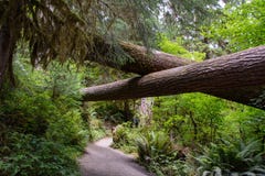 Ślad w Hoh tropikalnym lesie deszczowym, Olimpijski park narodowy, Waszyngtoński usa fotografia stock Ślad w Hoh tropikalnym lesie deszczowym, Olimpijski park narodowy, Waszyngtoński usa fotografia stock