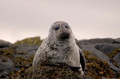 Śliczna scotish foka pozuje dla obrazka fotografia stock Śliczna scotish foka pozuje dla obrazka fotografia stock