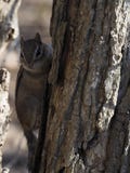 Śliczny Chipmunk na drzewie chuje w cieniach obrazy royalty free Śliczny Chipmunk na drzewie chuje w cieniach obrazy royalty free
