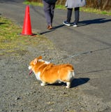 Śliczny Corgi pies przy parkiem obrazy stock Śliczny Corgi pies przy parkiem obrazy stock