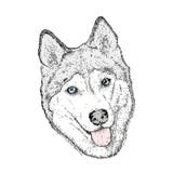 Śliczny pies w wektorze husky ilustracji Śliczny pies w wektorze husky ilustracji