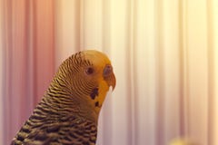 Śmieszna nierozłączka Budgie papuzi obsiadanie w birdcage zdjęcie stock Śmieszna nierozłączka Budgie papuzi obsiadanie w birdcage zdjęcie stock