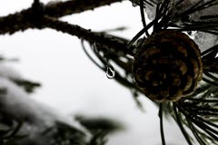 Śnieżna odwilż w zamarzniętym drzewie zdjęcie stock Śnieżna odwilż w zamarzniętym drzewie zdjęcie stock
