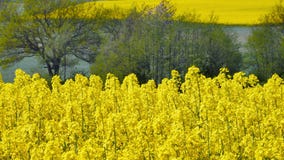 śródpolny krajobrazowy panoramy rapeseed lato kolor żółty zdjęcie wideo śródpolny krajobrazowy panoramy rapeseed lato kolor żółty zdjęcie wideo