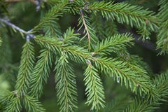 Świerczyna, dekoracja, pocztówka, boże narodzenia, wakacje, tapeta, tło, drzewo, wiecznozielone, spiky igły, obrazy stock Świerczyna, dekoracja, pocztówka, boże narodzenia, wakacje, tapeta, tło, drzewo, wiecznozielone, spiky igły, obrazy stock