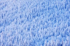 Świerkowy drzewny las z śniegiem, lód i oszrania Różowy ranku światło przed wschodem słońca Zima zmierzch, zimna natura w lasowym obrazy stock Świerkowy drzewny las z śniegiem, lód i oszrania Różowy ranku światło przed wschodem słońca Zima zmierzch, zimna natura w lasowym obrazy stock
