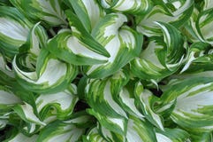 Świezi wiosna liście hostas roślina fotografia stock Świezi wiosna liście hostas roślina fotografia stock