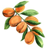 Świeża argan gałąź z owoc odizolowywać, akwareli ilustracja Zdjęcia Stock Świeża argan gałąź z owoc odizolowywać, akwareli ilustracja Zdjęcia Stock