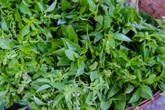 Świeży basil, Zielony basil, organicznie warzywo, stos basil obrazy stock Świeży basil, Zielony basil, organicznie warzywo, stos basil obrazy stock