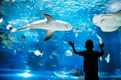 Żartuje oglądać tłum rybi dopłynięcie w oceanarium zdjęcia royalty free Żartuje oglądać tłum rybi dopłynięcie w oceanarium zdjęcia royalty free