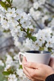 Żeńskie ręki trzymają białą porcelany filiżankę z kwiatonośną wiśnią tr zdjęcie stock Żeńskie ręki trzymają białą porcelany filiżankę z kwiatonośną wiśnią tr zdjęcie stock