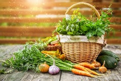 Żniw warzywa z ziele i pikantność obraz stock Żniw warzywa z ziele i pikantność obraz stock