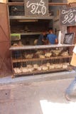 Żywi kurczaki dla sprzedaży w zakurzonym Medina Fes Maroko zdjęcia stock Żywi kurczaki dla sprzedaży w zakurzonym Medina Fes Maroko zdjęcia stock