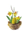Żółci daffodils w gniazdeczku royalty ilustracja Żółci daffodils w gniazdeczku royalty ilustracja
