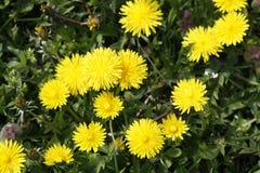 Żółci dandelions kwitną na wiosny łące zdjęcie stock Żółci dandelions kwitną na wiosny łące zdjęcie stock