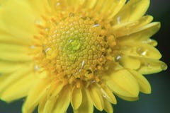 Żółta kwiat tekstura, makro- wzór, Piękna fotografia od kwiatu w makro- z rosą lub woda, opuszczamy na nim w wiośnie w naturze zdjęcia stock Żółta kwiat tekstura, makro- wzór, Piękna fotografia od kwiatu w makro- z rosą lub woda, opuszczamy na nim w wiośnie w naturze zdjęcia stock